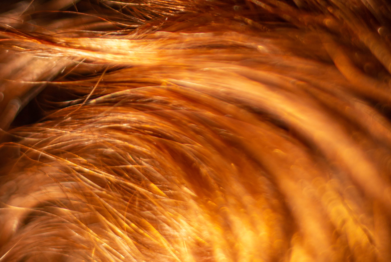6 Best Copper Hair Dyes